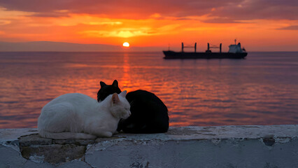 Two companion cats, one white and one black, rest peacefully together on a weathered seaside ledge watching the vibrant orange sunset reflection on the calm ocean waves.