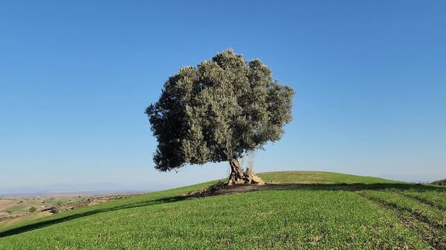 The dark, rich tones of a fruitful olive tree contrast beautifully with the fresh green carpet of young winter wheat surrounding it