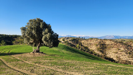 A lone olive tree in the middle of a crop field in Mediterranean region in winter