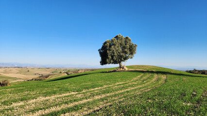 A single olive tree in the middle of a crop field in Mediterranean region in winter as a concept for lonely but bountiful beauty
