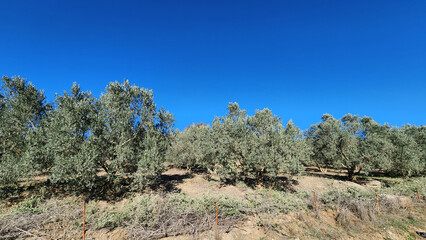 Olive trees in a orchard in Mediterranean region in winter