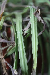 Lepismium bolivianum epifit kaktus boliwijski © Perovskia