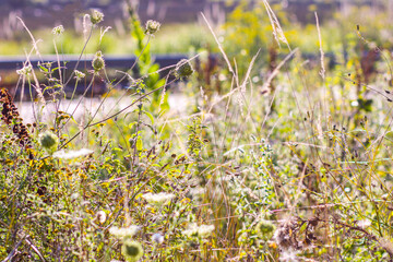 Wild Meadow Plants in Sunlight