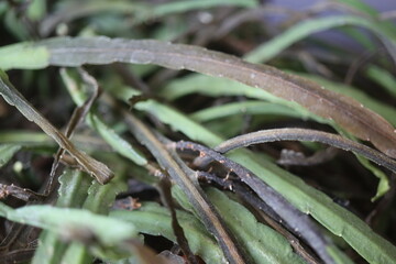 Lepismium bolivianum epifit kaktus boliwijski © Perovskia