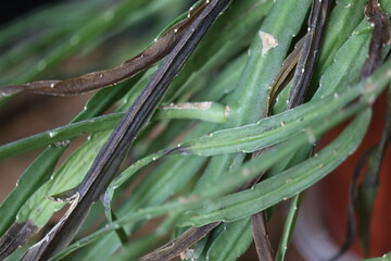 Lepismium bolivianum epifit kaktus boliwijski © Perovskia