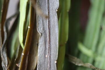 Lepismium bolivianum epifit kaktus boliwijski © Perovskia