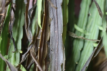 Lepismium bolivianum epifit kaktus boliwijski © Perovskia