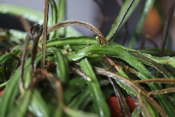 Lepismium bolivianum epifit kaktus boliwijski © Perovskia