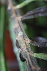 Lepismium bolivianum epifit kaktus boliwijski © Perovskia