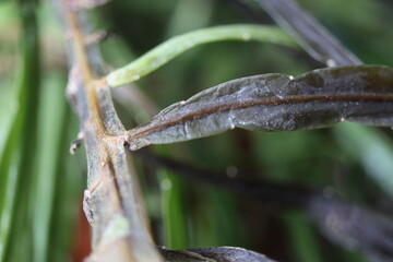 Lepismium bolivianum epifit kaktus boliwijski © Perovskia