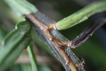 Lepismium bolivianum epifit kaktus boliwijski © Perovskia