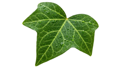 Single green ivy leaf with water droplets on black background image, Isolated On Png Transparent Background