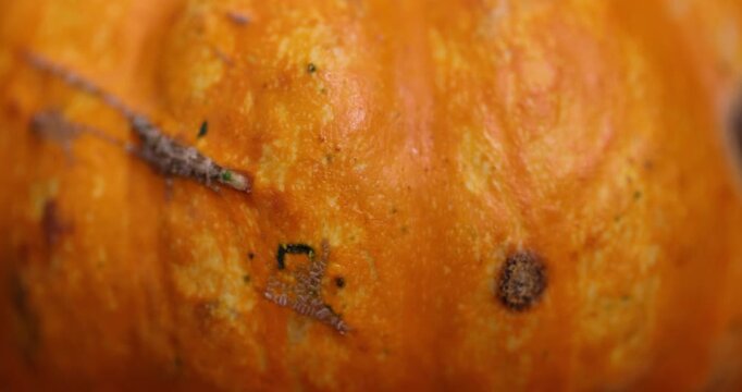 small yellow pumpkins completely covered with harmful mold, spoiled pumpkins that have begun to rot and become covered with mold