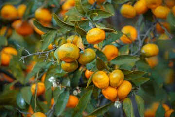 Ripe orange tangerines growing in organic orchard.