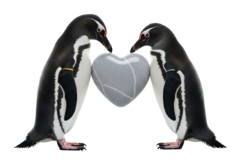 Penguins sharing love heart animal isolated on transparent background
