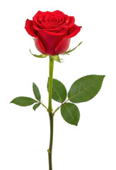 Obraz premium Beautiful red rose blooming in nature isolated on transparent background