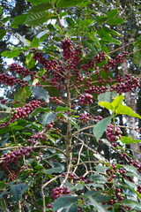 Red Coffee Cherries on Coffee Tree in Tropical Plantation