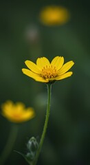 Obraz premium Delicate macro photograph of a single vibrant yellow wildflower blooming alone in a meadow, highlighting detailed petals and the soft glow of natural sunlight ,summer, single, nature