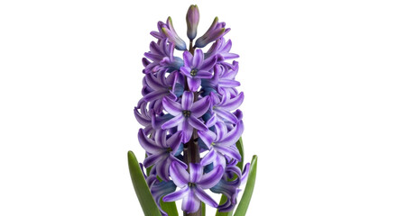 Obraz premium Close up of a purple and white striped hyacinth flower with green leaves on black background image, Isolated On Png Transparent Background