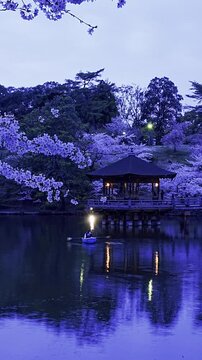 [Vertical video] Sunset time-lapse of Ukimido Gazebo and cherry blossoms in Nara Park