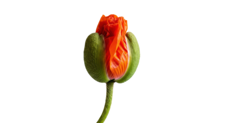 Orange poppy bud with green sepals against black background flower, Isolated On Png Transparent Background
