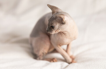 Sphynx cat 8 months on sofa indoors. Friendly pet