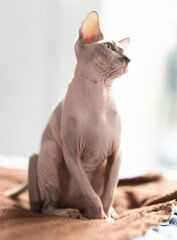 Portrait of sphinx cat on white background