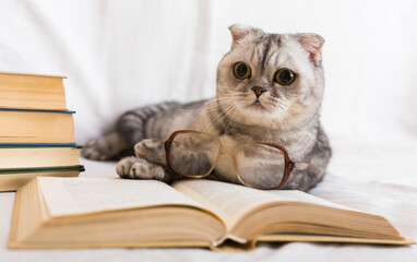Cute cat plays with glasses and open books close up