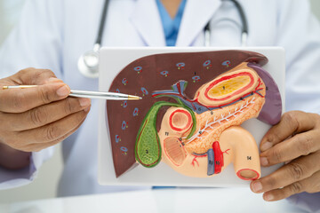 Liver with gallbladder, pancreas spleen and duodenum, Asian doctor holding human anatomy model for study diagnosis and treatment in hospital.
