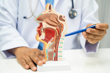 Asian doctor with nasal oral throat cavity neck human anatomy model for study diagnosis and treatment in hospital.