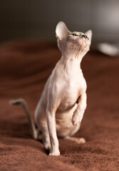 Hairless domestic pet, kitten of Sphynx breed