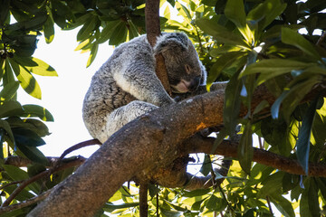 Naklejka premium Koala resting in eucalyptus tree