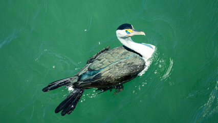 Cormorant bird swimming in ocean
