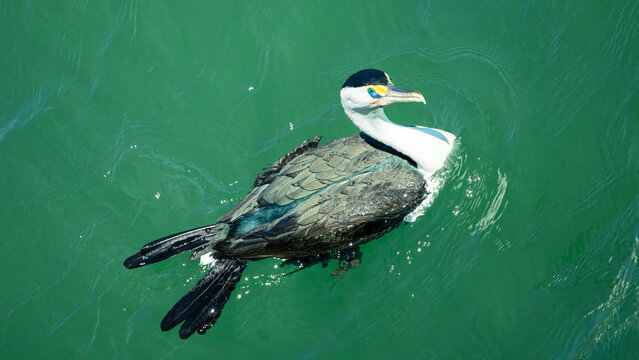 Cormorant bird swimming in ocean