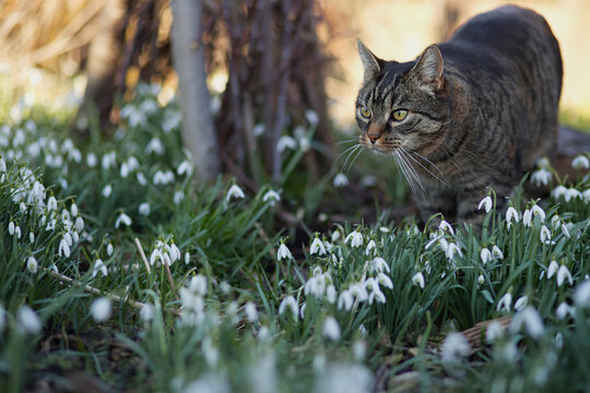 Pretty tabby cat stalks and looks attentively to the left. Sunny spring day in the garden with snowdrops