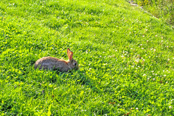 Wild Rabbit on Green Grass in Sunlight
