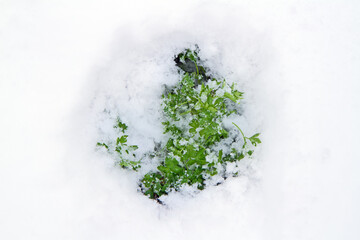 Green grass parsley under the snow. Green plant under snow in winter