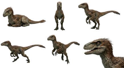set of a velociraptor in different poses, standing, running, sitting isolated on a transparent background