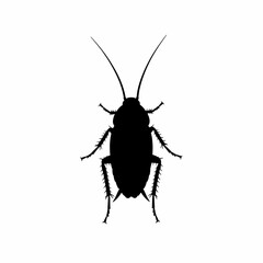 Black cockroch isolated on white background