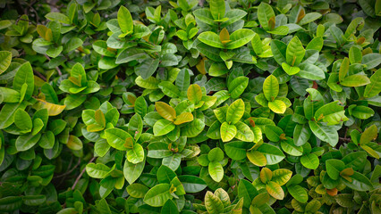 Exuberant Green Foliage: Ixora Shrub Displaying Lush, Vibrant Leaves in Natural Sunlight, A Carpet of Green: Close-Up of Ixora's Dense Growth, Showcasing Rich Textures