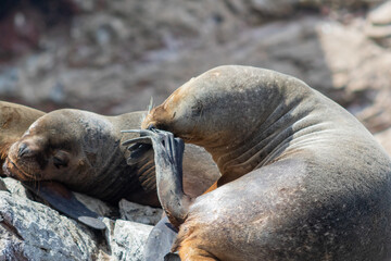 Sea Lion Resting with Paw Near Nose
