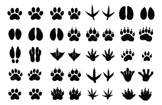 Collection of black animal paw and bird footprints on white background track