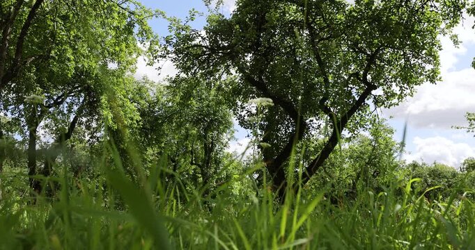 an old apple orchard with abandoned trees that are not being cared for, planted in rows of trees in the orchard in the summer season