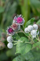 Woolly burdock (Arctium tomentosum). Macro of the blossoms. Common weed on rural waysides. Characteristic inflorescence with wooly buds.