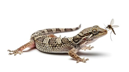 Gecko catching mosquito in mid air with its tongue