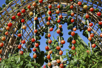 Fresh vibrant cherry tomato hanging on bamboo trellis with bright blue sky background in organic farm showing abundance of healthy agriculture crop harvest in summer garden outdoor