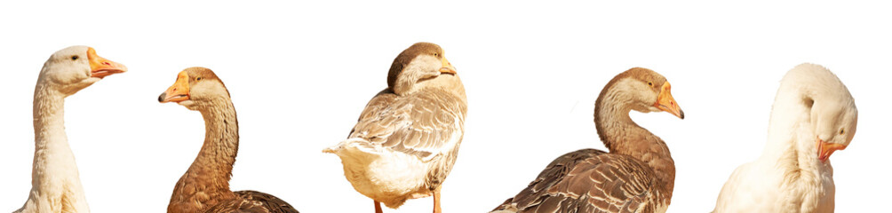 Close-up of geese isolated on a white background. The head and neck of a goose. Domestic animals