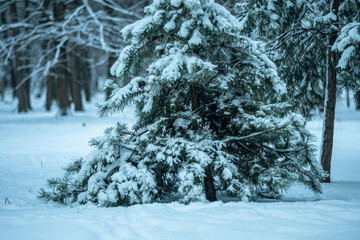  A snow-covered pine tree in a city park.