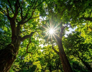 Obraz premium Sunlight Streaming Through Lush Green Forest Canopy