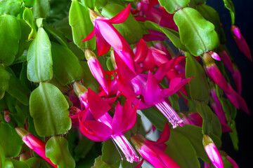 The lush bloom of the ornamental houseplant, the Christmas cactus.